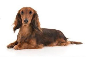 Meet your Posher, Sandy